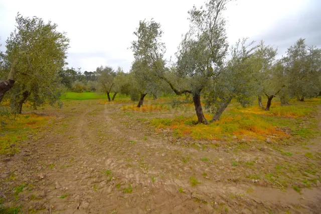 Finca rústica con olivos en Llubi - foto 3