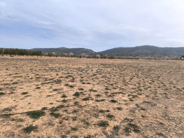Parcela de inversión en tierra fértil, olivar y agua cerca d - foto 4