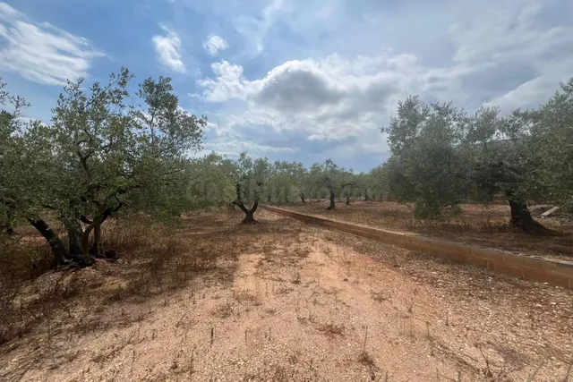 Finca rústica con caseta de aperos en Freginals - foto 4