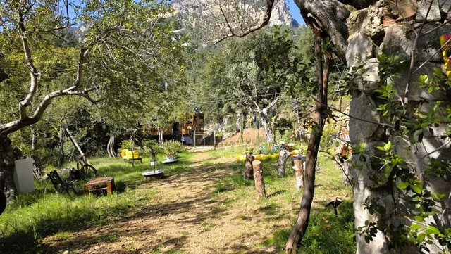 Olivar Con Caseta de Piedra y Vistas a la Tramuntana en Sóll - foto 2