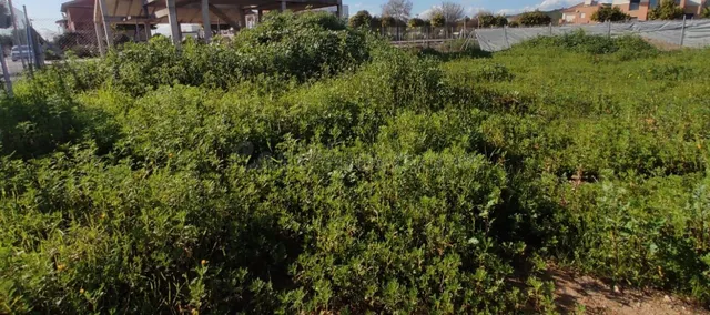 TERRENO EN VENTA EN SAN ANTONIO (EL CARPIO) - foto 2