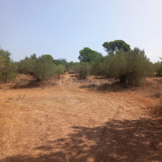 Finca rústica con casa de campo reformada, olivos, algarrobos y caravana, cerca de Tortosa — 28