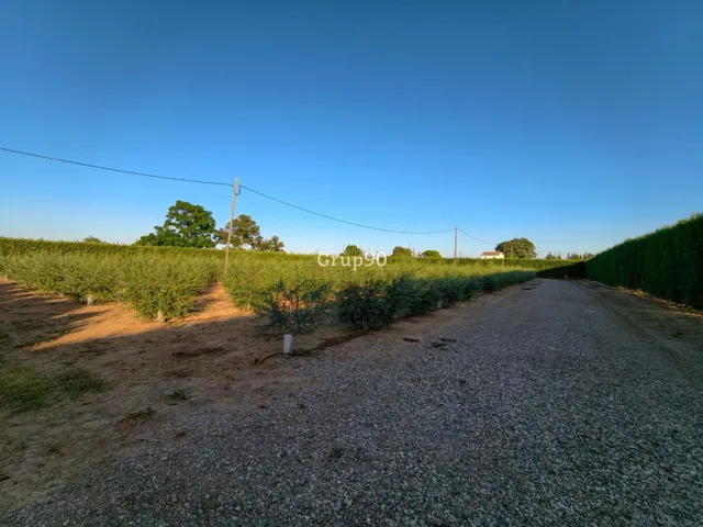 Finca de 7.500 m2 con 200 olivos y almacén de 123 m2 en partida rufea – ¡a solo 5 minutos de Lleida! — 7