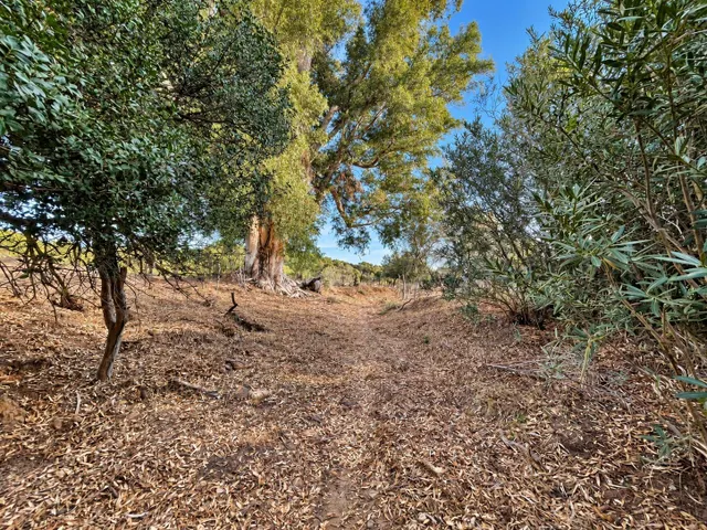 Finca rústica de 18.444 m2 con pozo y construcción catastrada en Alcalá de los Gazule — 41