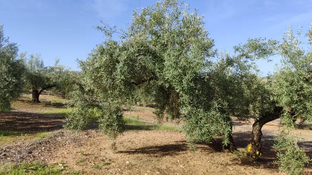 Magnífica finca de regadío — 4