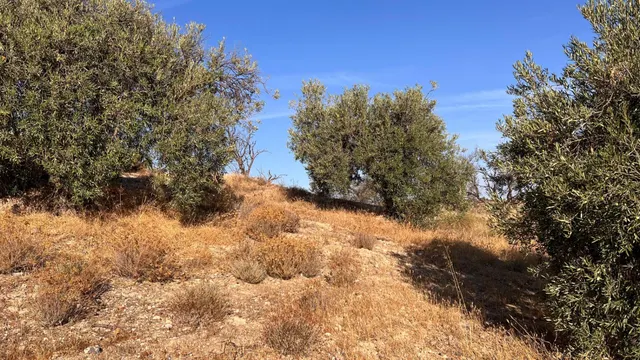 Oportunidad agrícola: Finca rústica de 2.400 m2 con olivos y almendros en producción — 9
