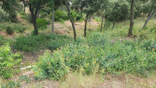 Parcela en venta en La Figuerola – Castellnou de Bages - foto 5