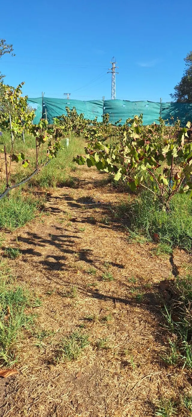 Finca Rustica En Gibraleon — 21