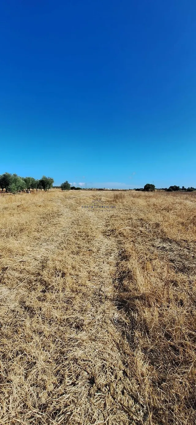 Terreno agrario 1 Hectarea — 2