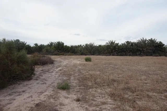 AMPLIA PARCELA DE 13000 M2 ZONA DE LA HOYA — 8
