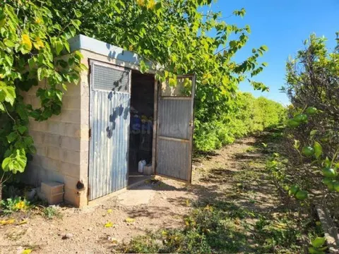 Fantástico terreno de naranjos