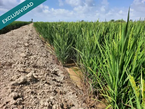 Arrozal 1,06 ha con riego – Sant Jaume