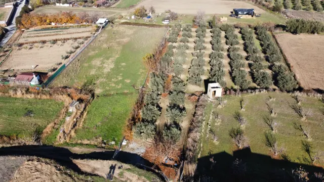 OLIVAR EN LA ZUBIA DE 3.597 M2 — 22