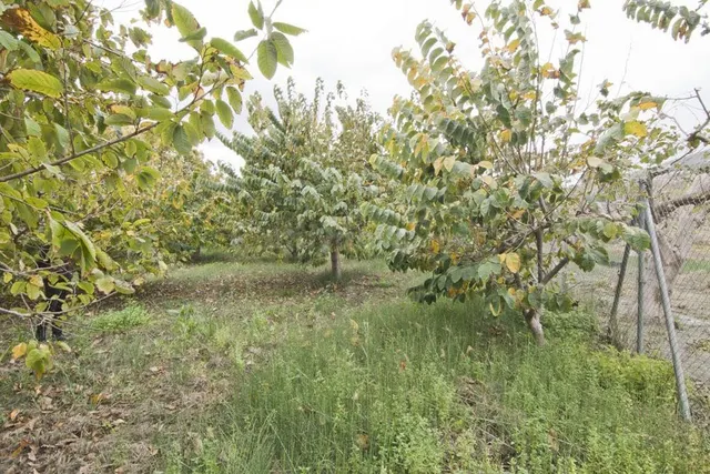Finca subtropicales en Lobres - foto 4