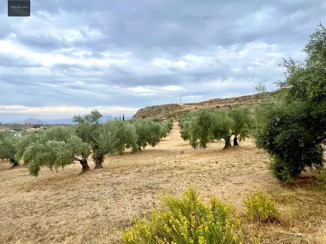 NIVAR - FINCA DE OLIVOS — 17