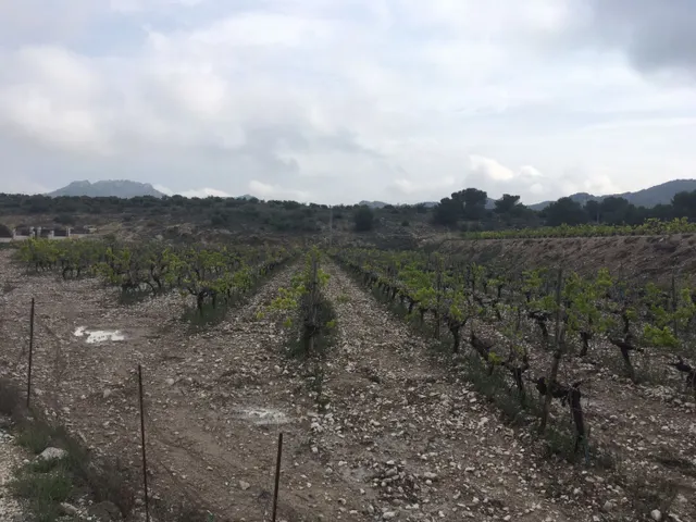 27.500 metros de terreno con plantacion de Uvas o para construir un Chalet — 11