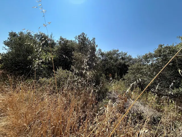PARCELA EN EL BOSQUE DE HENARES PIOZ — 7