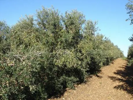 Finca rústica 300m² en venta - Alcala de Guadaira - foto 3