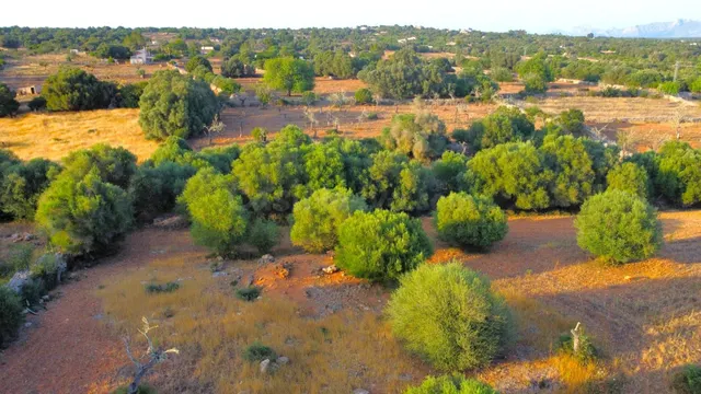 Finca rústica con caseta de herramientas en Santa Margalida - foto 5