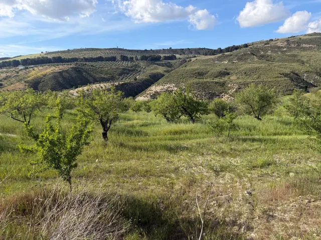 Arenas del Rey. Finca de almendros de secano de 3 hectáreas.