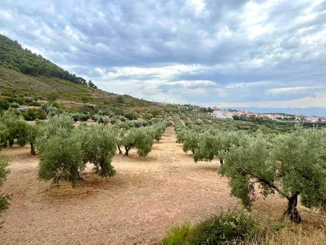 NIVAR - FINCA DE OLIVOS — 16