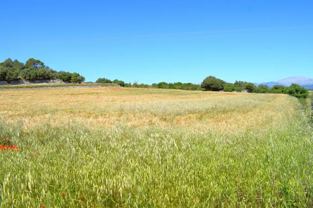 Finca rústica con posibilidad de vivienda con vistas a la Se - foto 4