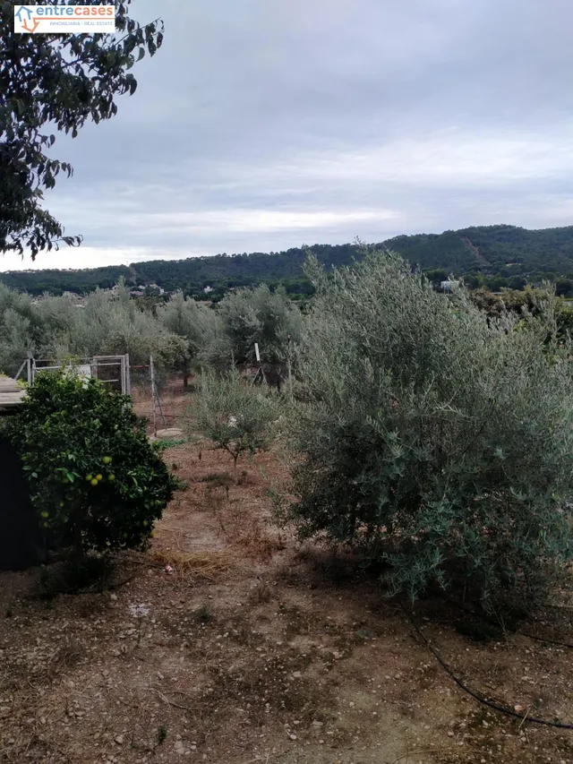 CONJUNTO DE PARCELAS EN PETRÉS - foto 5
