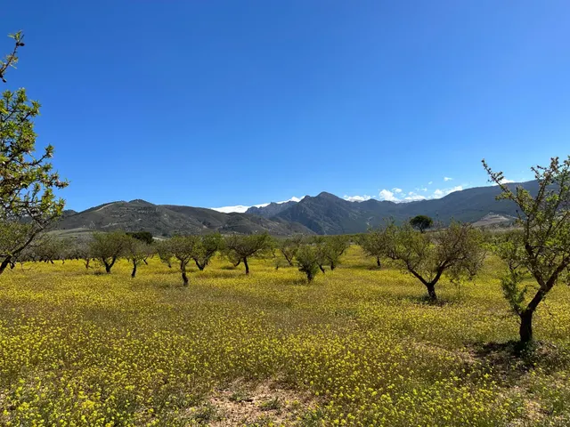 VENTA DE FINCA RUSTICA DE 6,5 HECTAREAS DE ALMENDROS Y ALGUNOS OLIVOS EN DILAR — 35