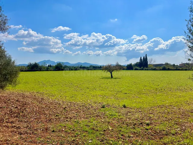 Finca rústica de 14.884 m2 entre Porreres y Felanitx con esp - foto 3