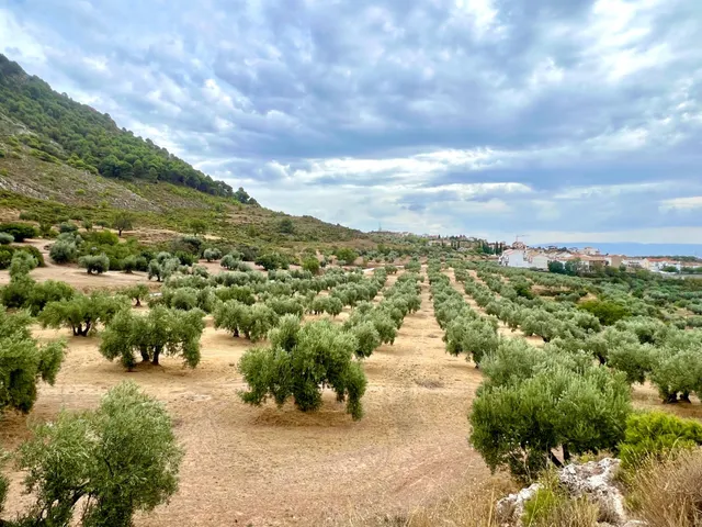 NIVAR - FINCA DE OLIVOS — 15