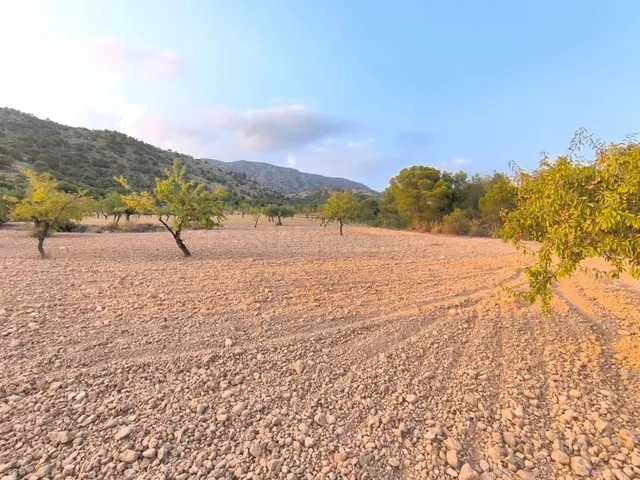 Finca rústica con cultivos en Pinoso (Alicante) - 4797 m² - foto 5