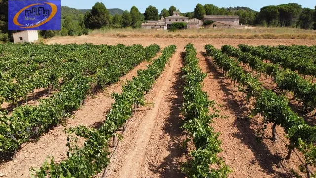 EN VENTA FINCA DE VIÑEDOS EN COFRENTES DE 209 HECTAREAS — 7