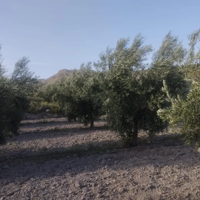 LÚCAR( ALMERÍA ). VENTA DE CORTIJO CON TERRENO. — 9