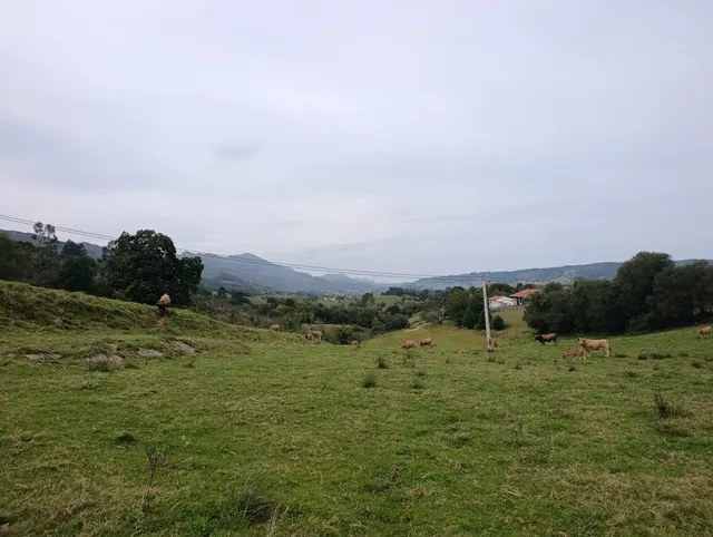 Terreno Rústico en venta - Noriega — 14