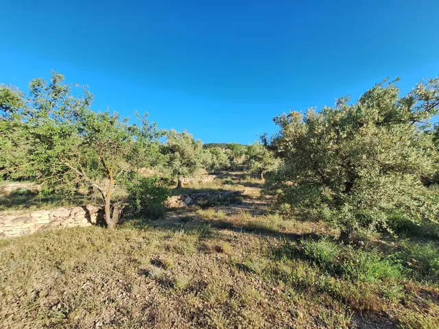 Terreno rústico a solo 3 km de Biar | Posibilidad de construir vivienda y conectar a agua y electricidad — 5