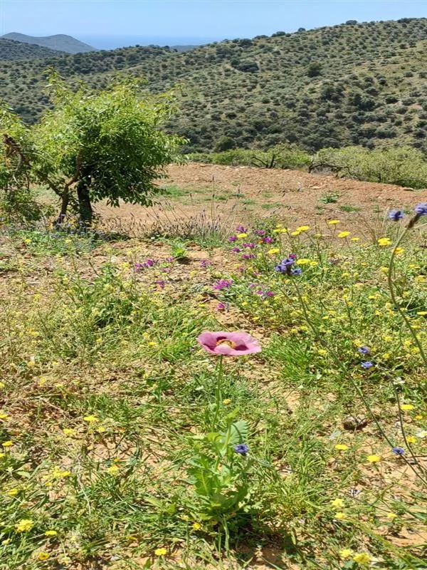 Terreno rústico de 11835 m² en Marbella para cultivo o inversión — 4
