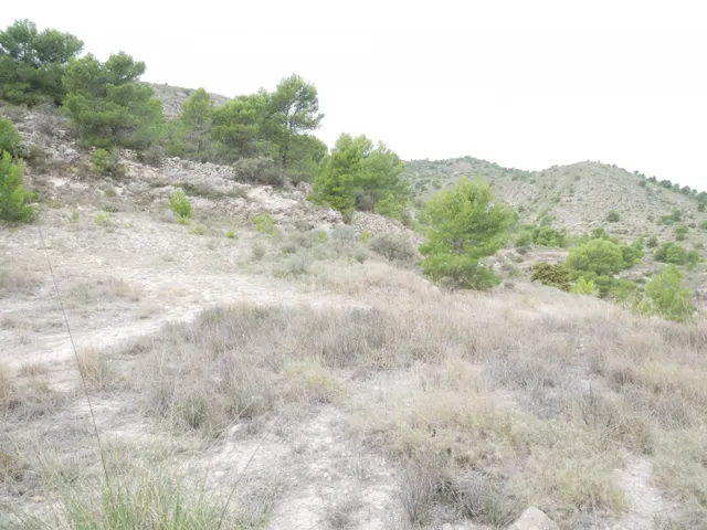 TERRENO RÚSTICO EN LA ZONA DE LA ZAFRA DE MONÓVAR — 3