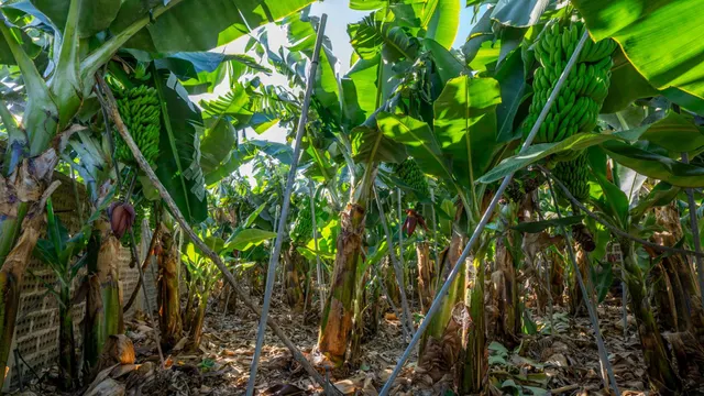 OPORTUNIDAD ÚNICA: GRAN FINCA DE 31.000 M2, secciones URBANA, RÚSTICA, ASENTAMIENTO RURAL Y AGRÍCOLA — 19