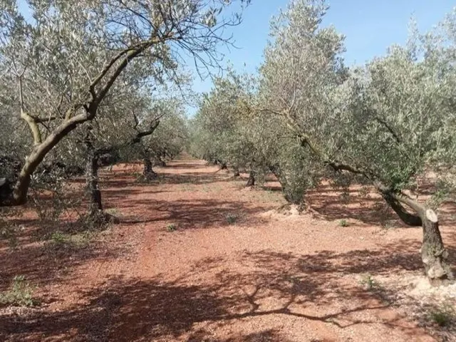 Fantástica finca con casa en la Miliana — 14