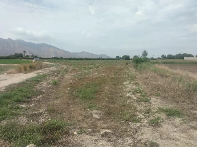 FINCA RÚSTICA EN COX — 3