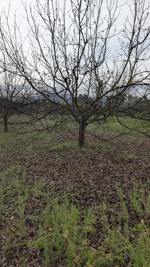 Parcela en venta - Puerto Sol-Los Almendros-El Tomillar — 27
