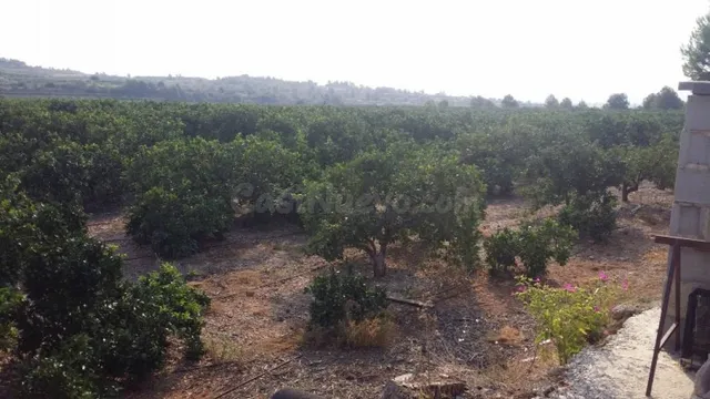 CAMPO DE NARANJOS CON CHALET — 2