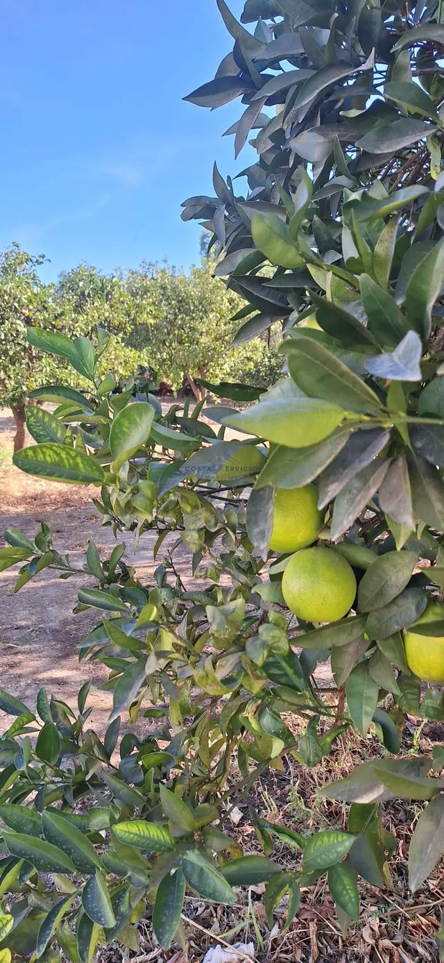 Finca Rustica En Gibraleon — 25