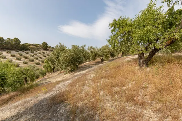 Olivar en venta - JAYENA — 16