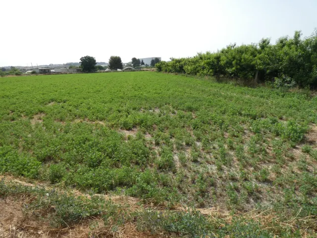 ++Terreno no urbano en Alguazas zona El Paraje++, 1513 m — 3