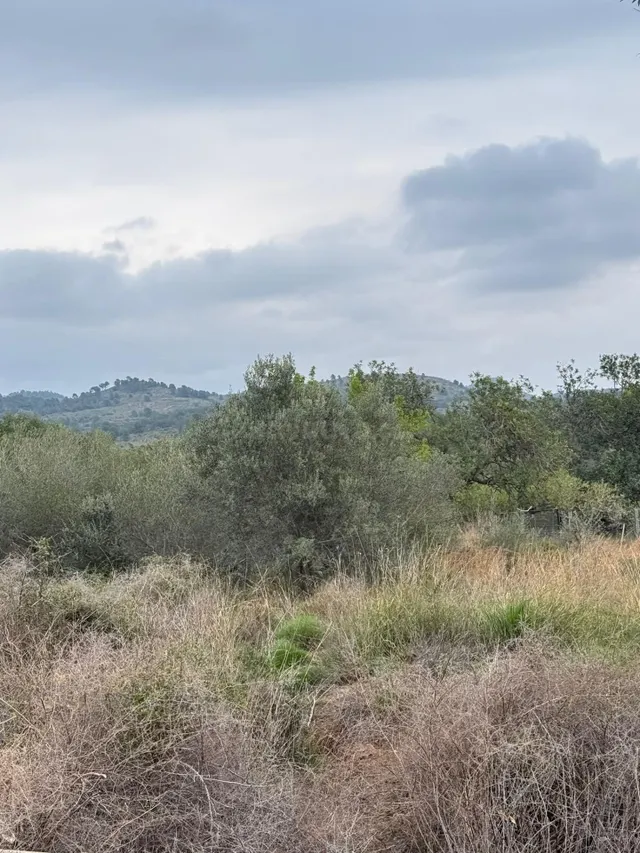 Terrenos en venta en Estivella, tierras cálidas con muchas p - foto 5