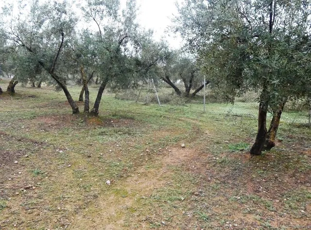 Finca rústica en Peligros – Excelente ubicación y acceso — 20