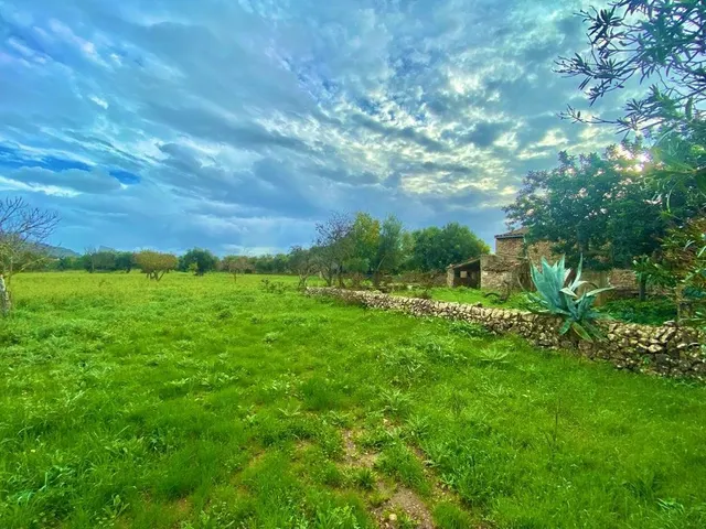 Finca rústica con caseta y 6000m2 para tus proyectos de campo — 7