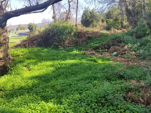 TERRENO EN LA OROTAVA, AGUAMANSA — 3