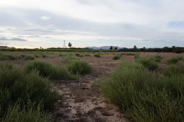 AMPLIA PARCELA DE 13000 M2 ZONA DE LA HOYA — 14